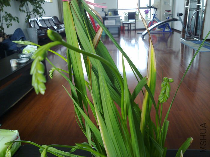 nEO_IMG_20110311525.jpg