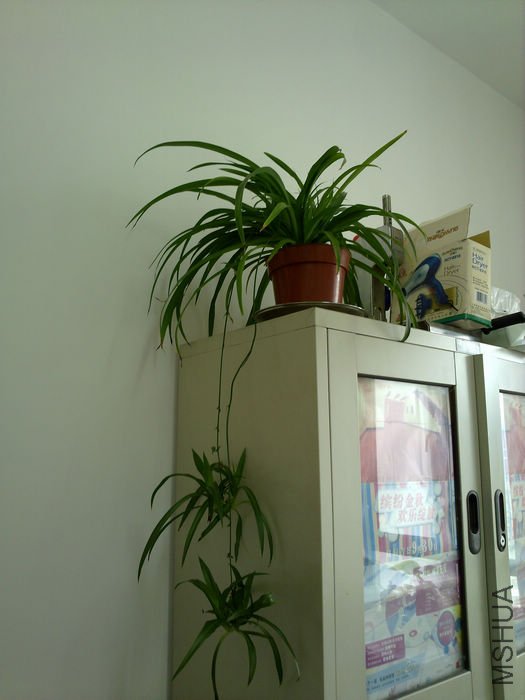 nEO_IMG_20110311544.jpg