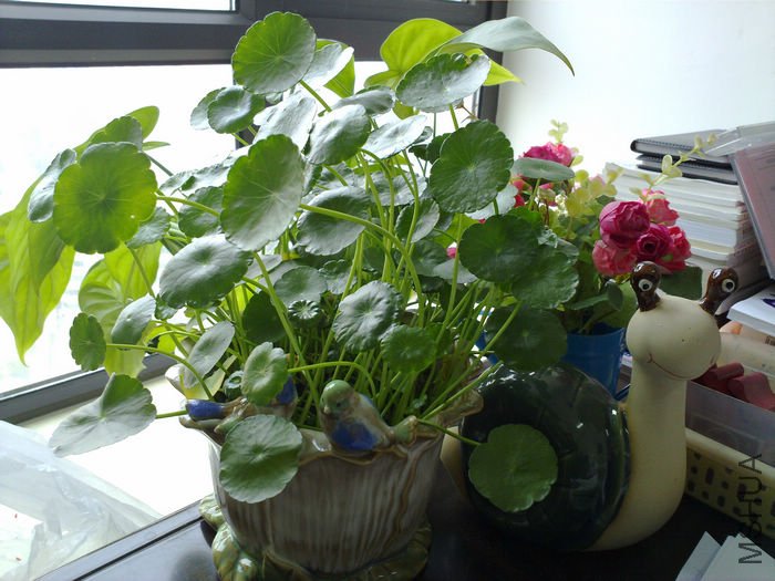 nEO_IMG_20110311545.jpg