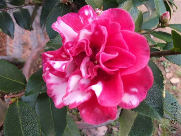 ��÷������