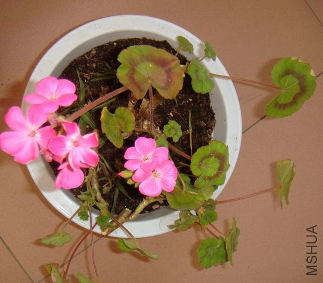 DSC07560.JPG