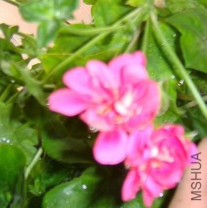 DSC06987.JPG