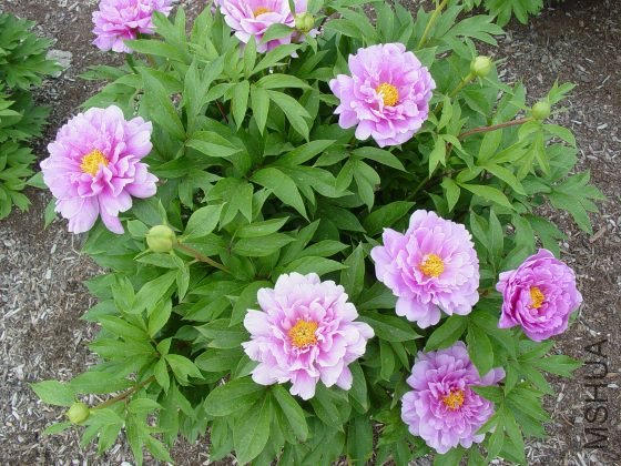 impossible dream 1-2.jpg