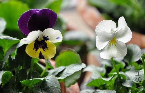 DSC_0172.JPG