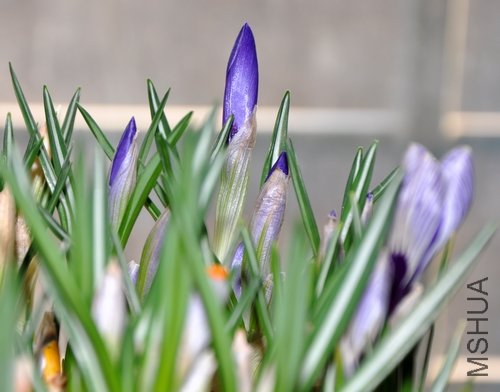 DSC_0215.JPG