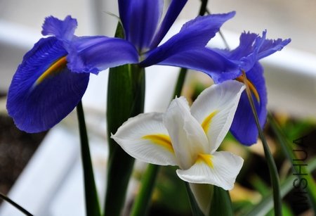 DSC_0194.JPG