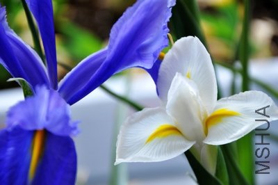 DSC_0207.JPG