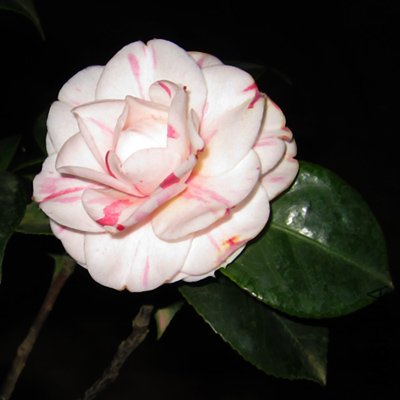 c01.jpg
