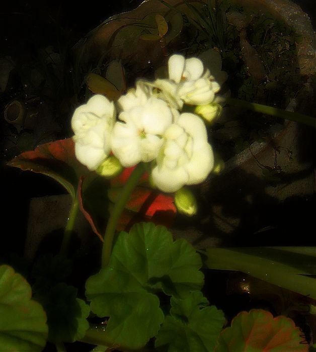 DSC07173.JPG