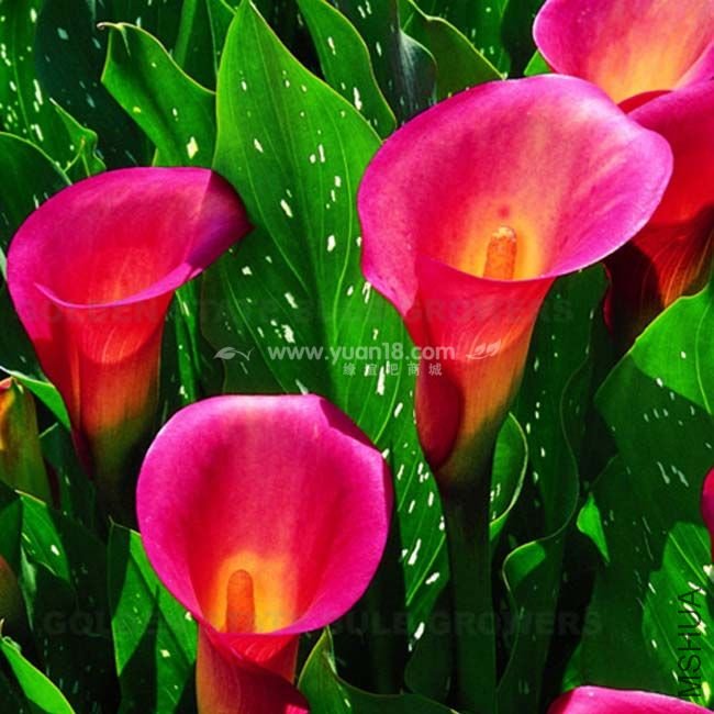 Z008 ��֮��âfire glow .jpg