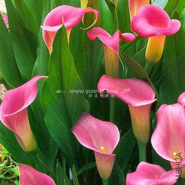 Z003 ��Ʒ��ʯSuper gem.jpg