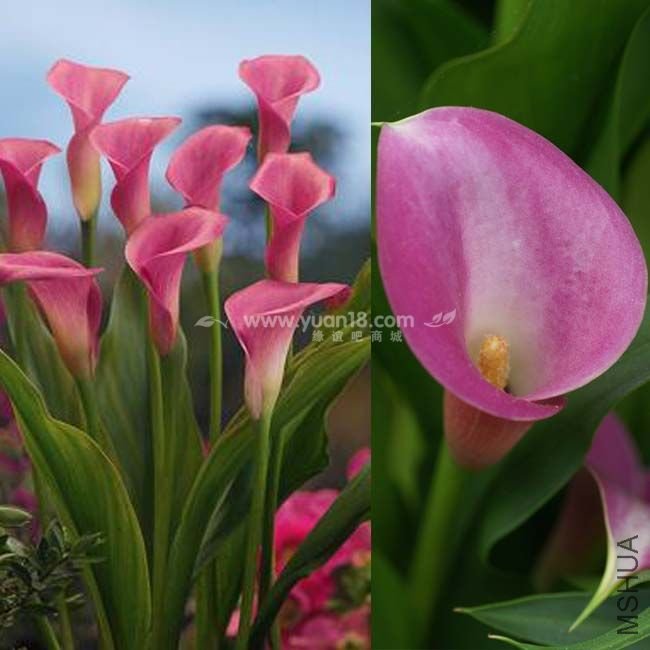 Z010 ʯ��ʯgarnet glow .jpg