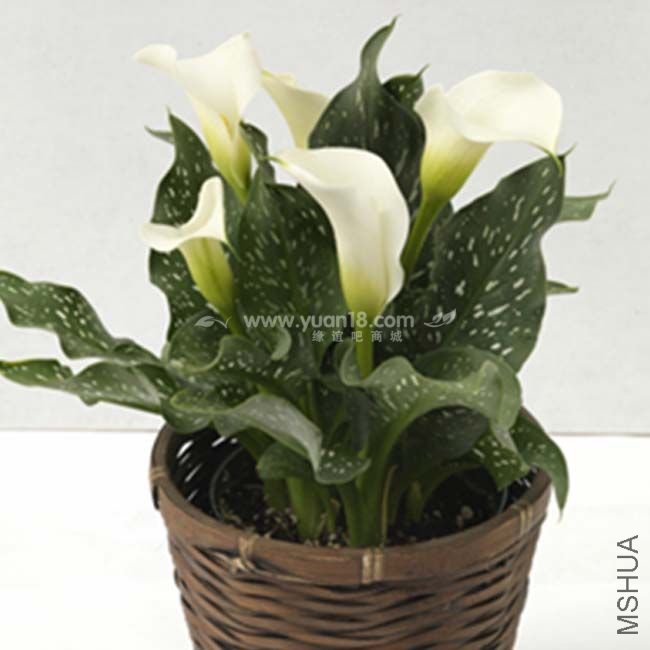 Z005 ������˹ɽApline.jpg