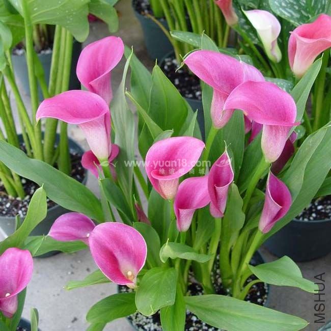 Z001 ����ʯPink diamond.jpg