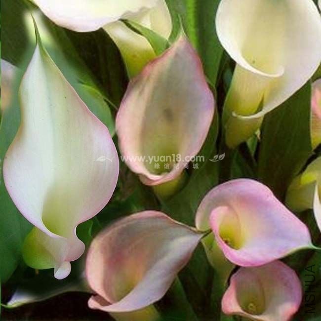 Z007 ��ױˮ��crystal blush .jpg