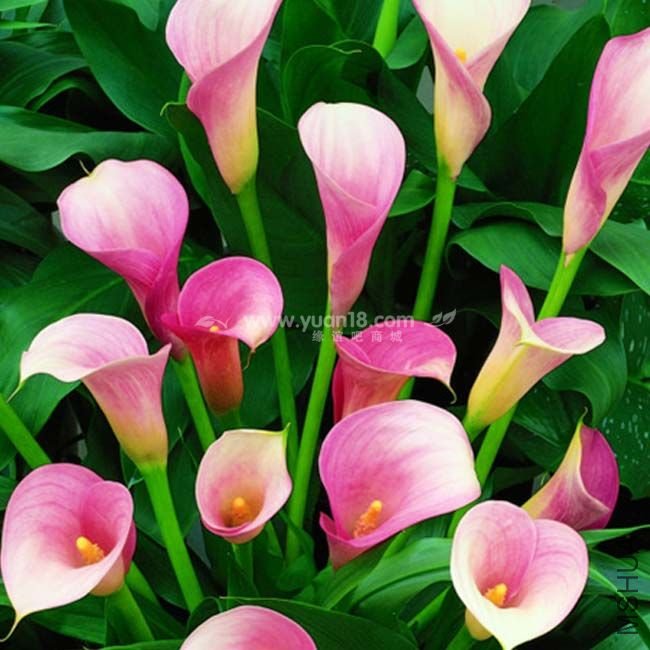 Z002 ��ɫ����pink giant.jpg