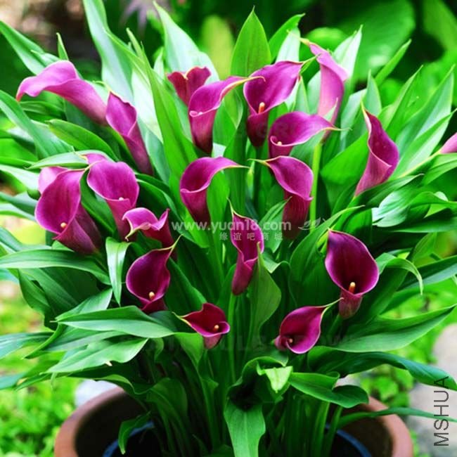 Z004 ��ˮ��Amethyst.jpg