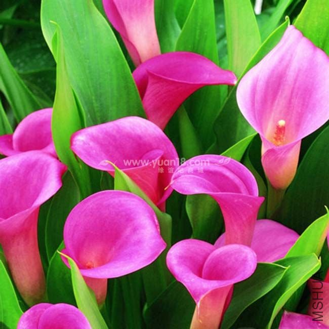 Z006 õ�屦ʯRose gem.jpg