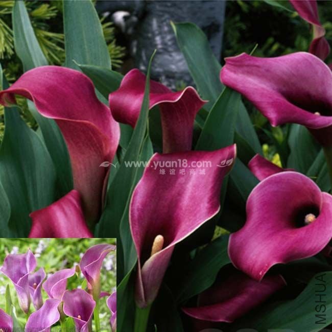 Z012 ����lavender gem .jpg