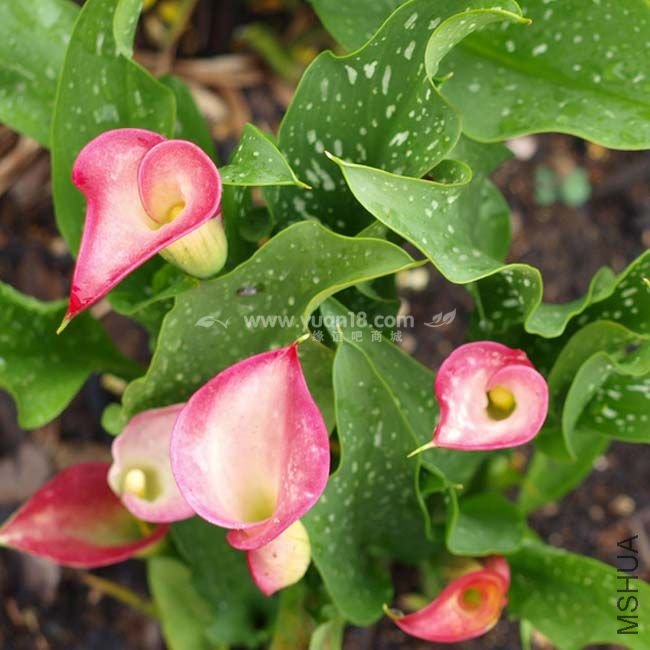 Z013 ����parfait .jpg