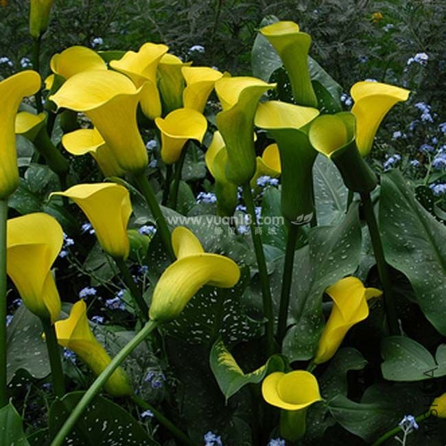 Z011 �ƽ�ʥ��golden chalice.jpg