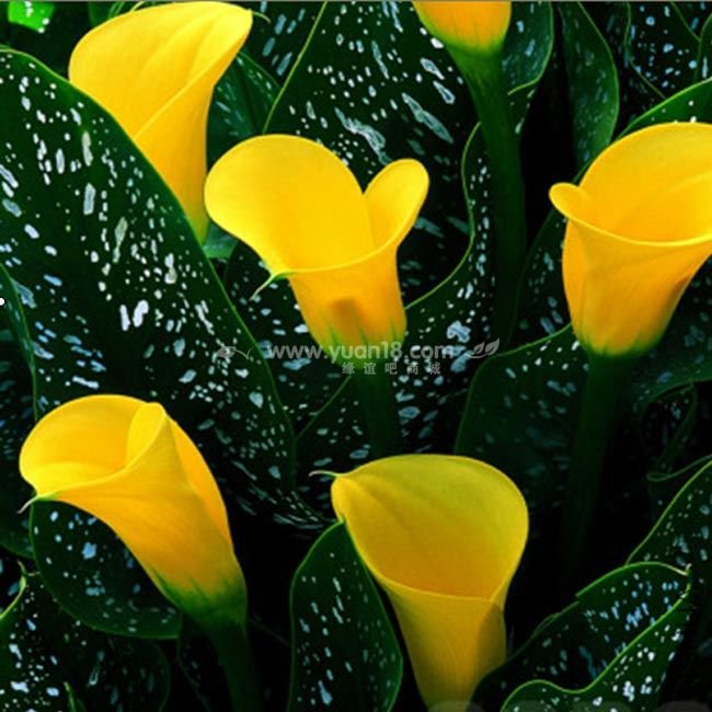 Z017 ����solar flare .jpg