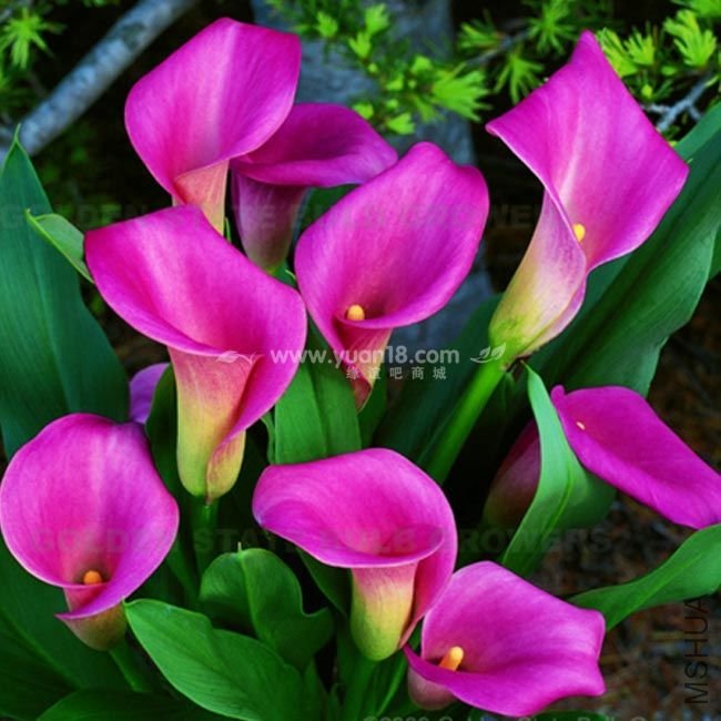 Z016 �챦ʯõ��rubylight rose .jpg