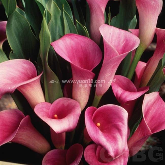 Z015 ���ۺ챦ʯrubylight pink ice .jpg