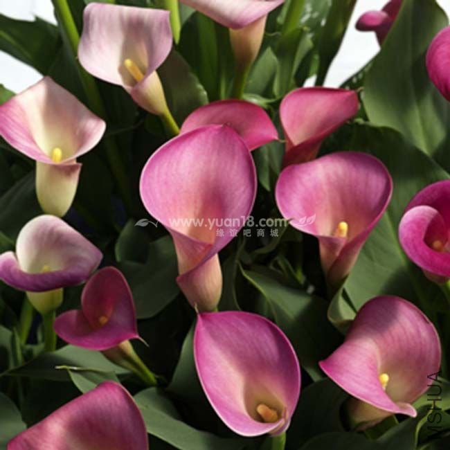 Z014 ����ϸ��pillow talk .jpg