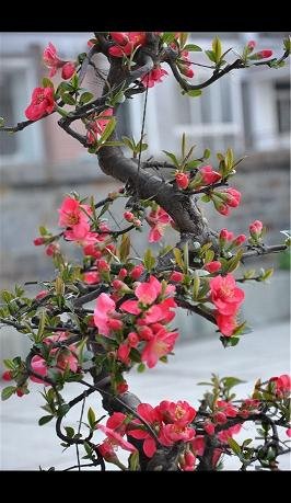 DSC_0008_����_��ת.jpg