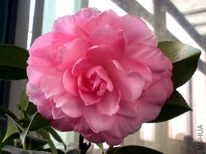 ����ţ����