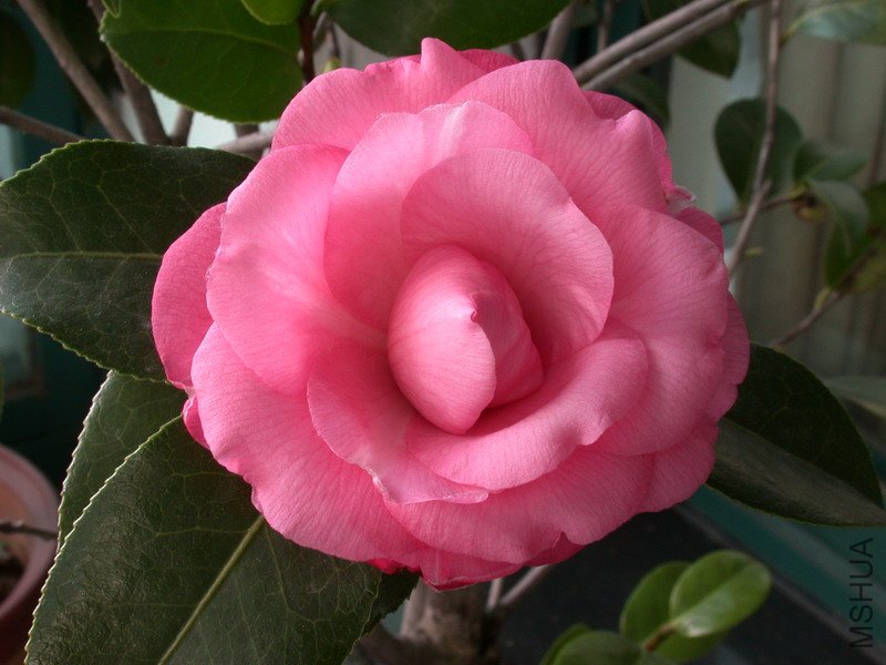 ����ţ����