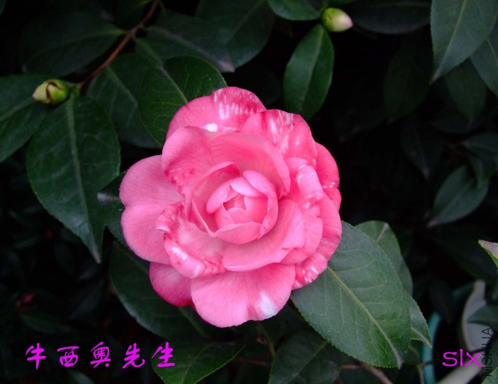 ��ɫţ��������11-3-12f (1).jpg