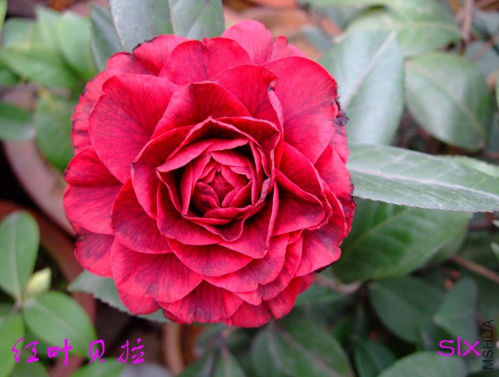 ����Ů11-3-12f (1).jpg