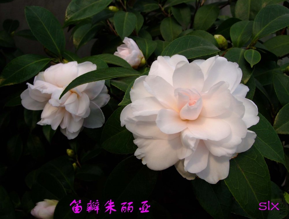 �Ѱ�������11-3-12f (1).jpg