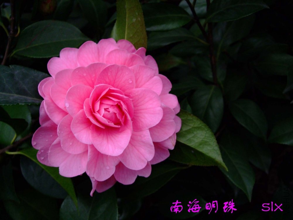 �Ϻ�����11-3-12f (1).jpg