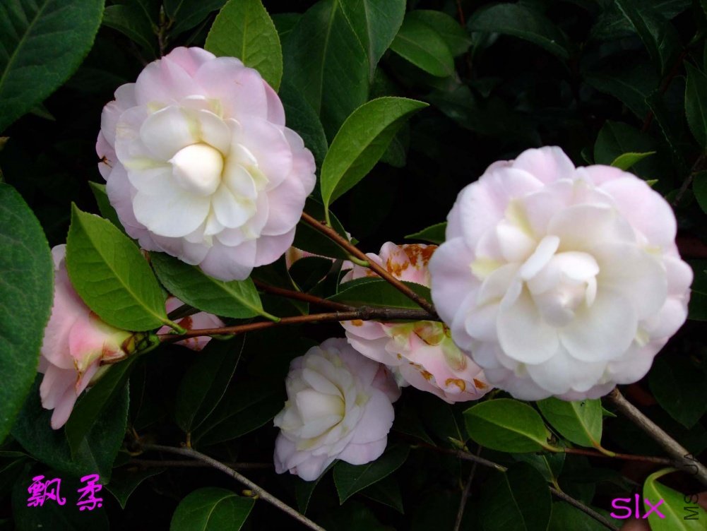 Ʈ��11-3-12f (3).jpg