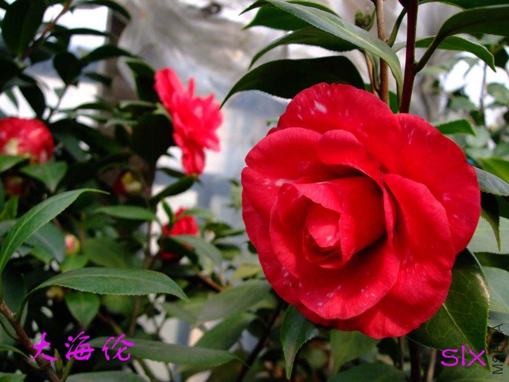 ��ɫ����11-3-12f (1).jpg