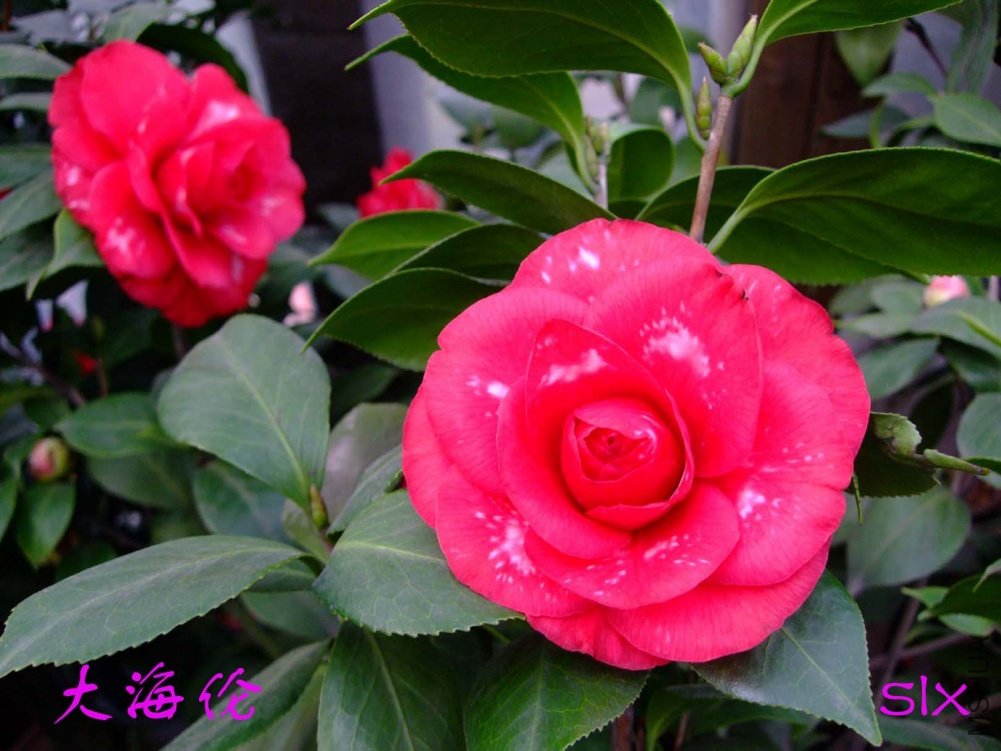 ��ɫ����11-3-12f (3).jpg