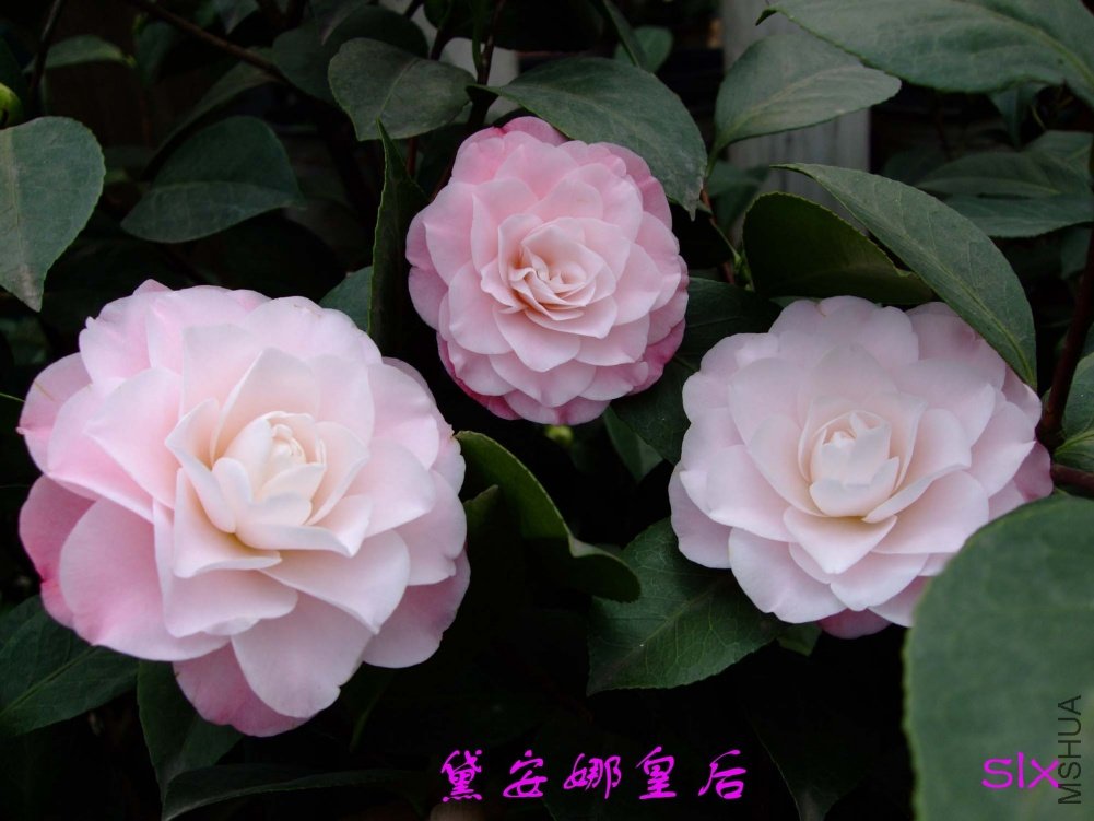 �찲�Ȼʺ�11-3-12f (3).jpg