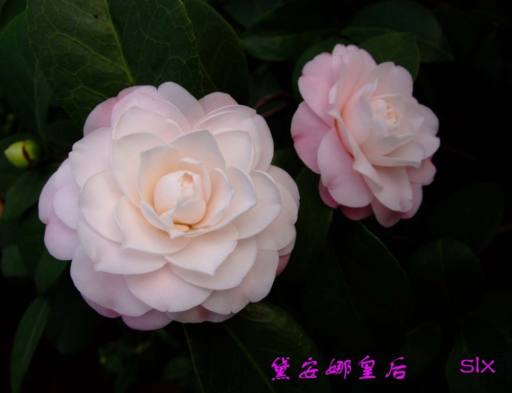 �찲�Ȼʺ�11-3-12f (1).jpg