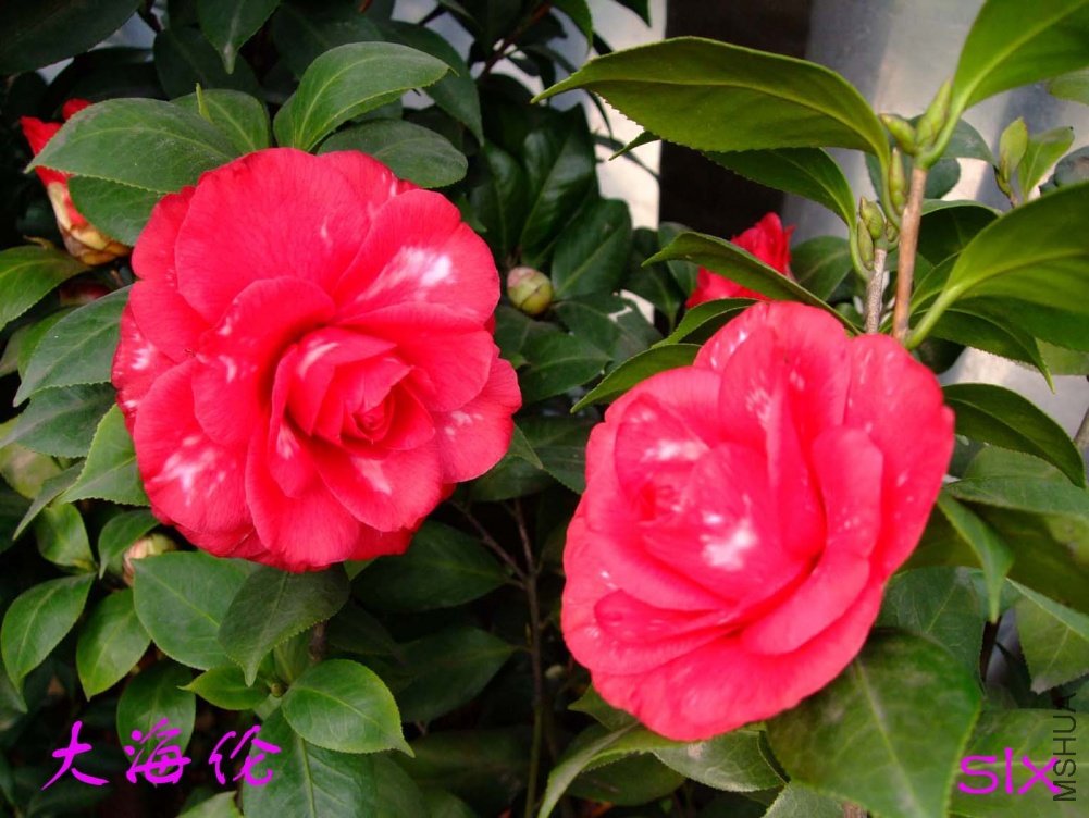 ��ɫ����11-3-12f (2).jpg