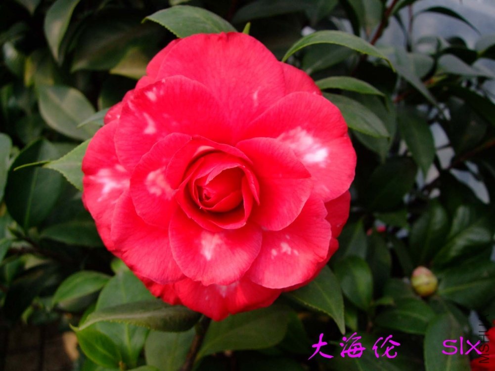 ��ɫ����11-3-12f (4).jpg