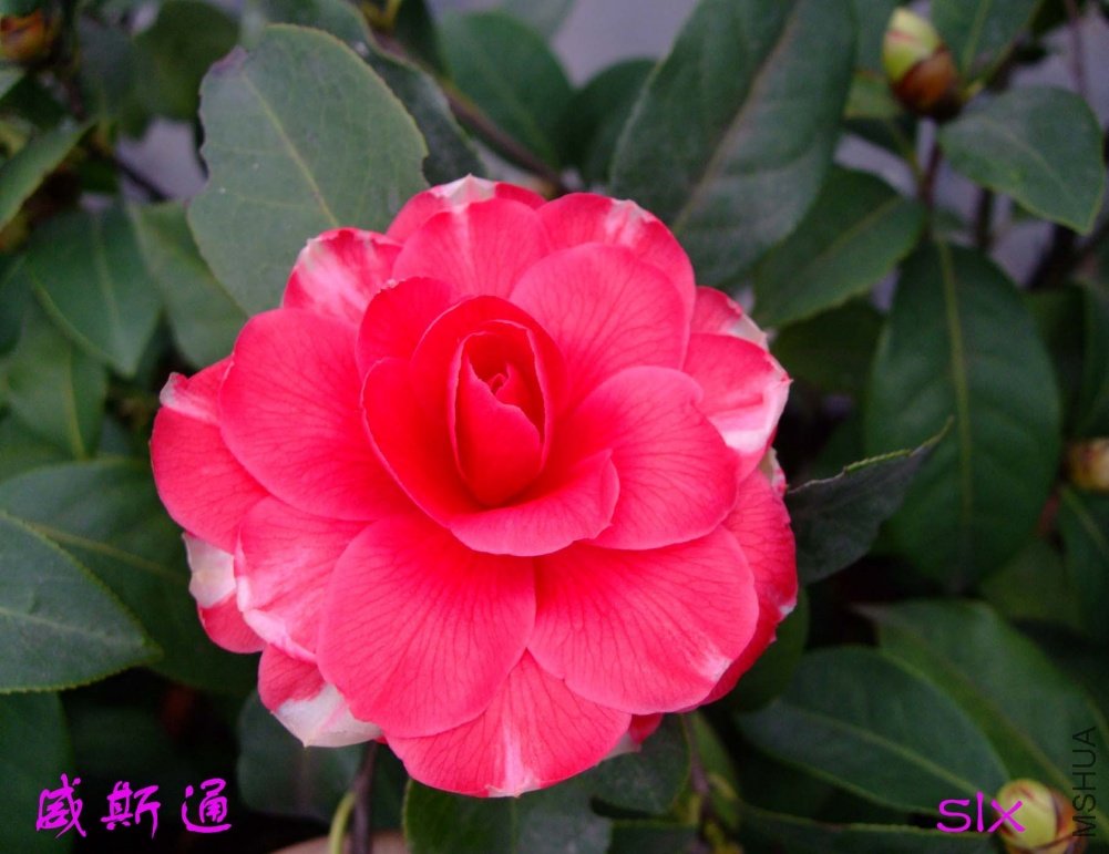 ��˹ͨ11-3-12f (1).jpg