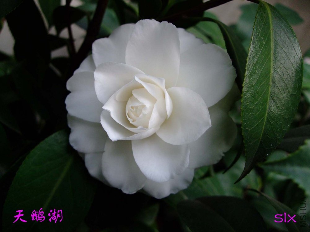 ����11-3-12f (1).jpg