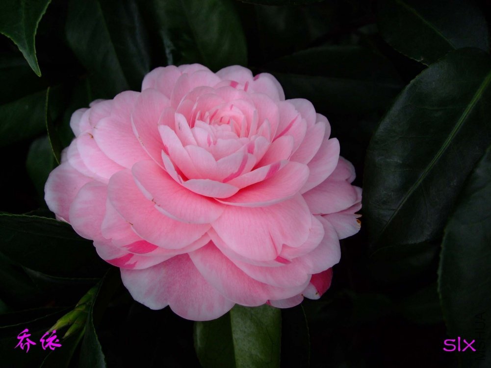 ����11-3-12f (1).jpg