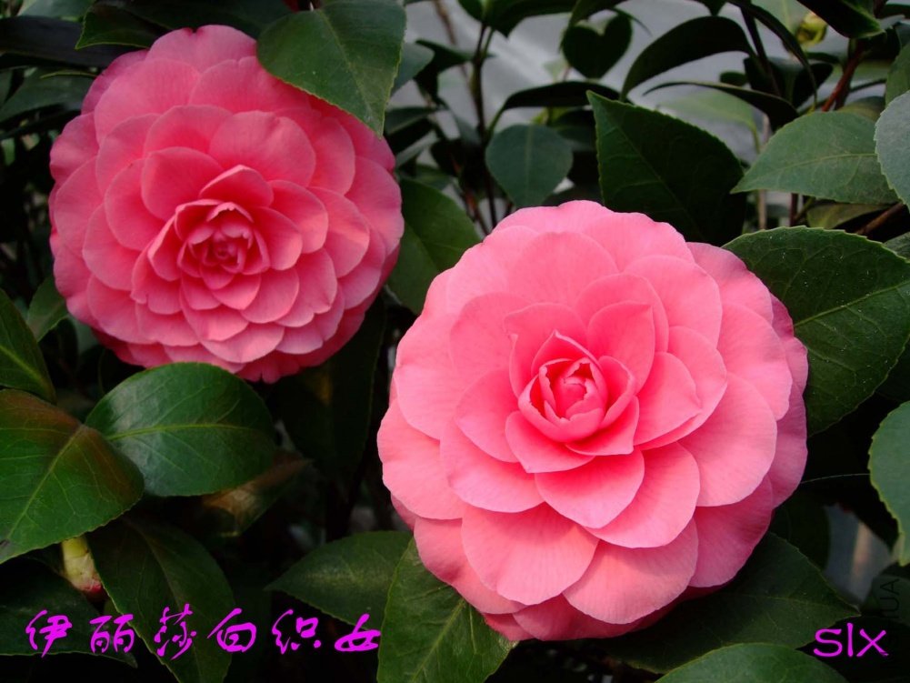 ����ɯ��֯Ů11-3-12f (2).jpg