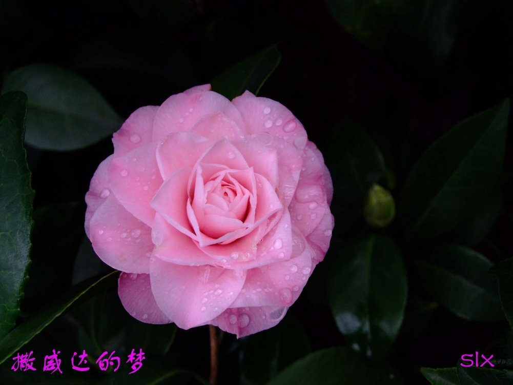 ����11-3-12f (1).jpg