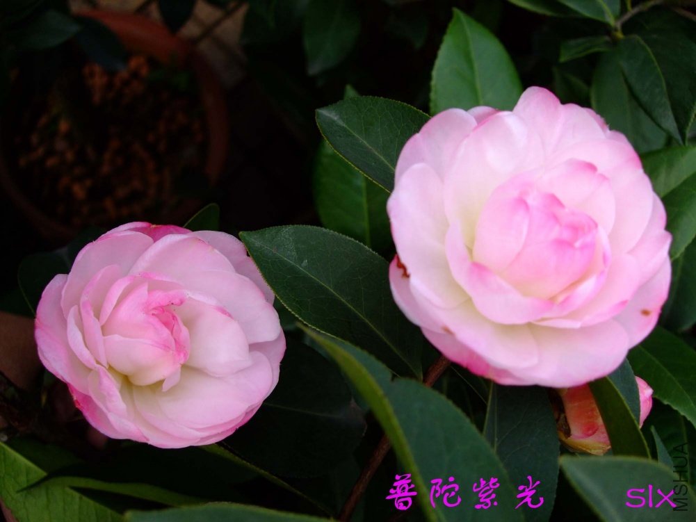 �����Ϲ�11-3-13f (5).jpg