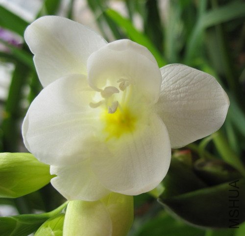 Freesia Arcade �ذ��ɫС����.jpg